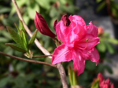 Azalée à feuilles caduques 'Vinecourt Duke'