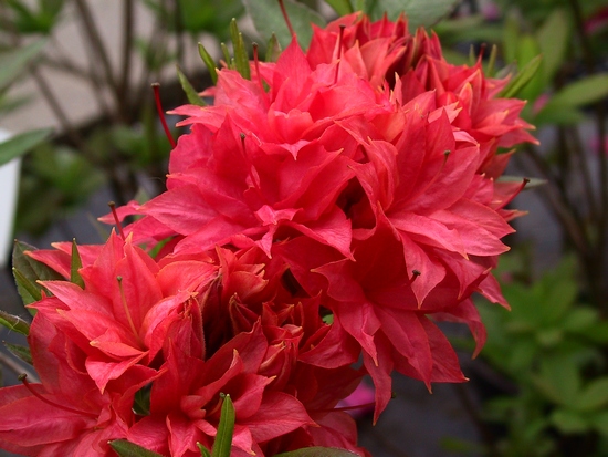 Azalee mollis 'Vinecourt Troubador'