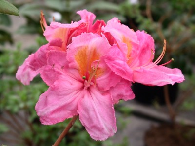 Azalée à feuilles caduques 'Vinecourt Dream' — Rhododendron.be — photo 1