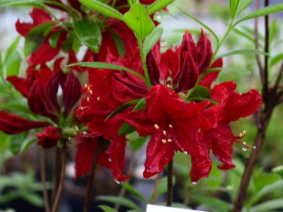 Azalée à feuilles caduques 'Wallowa Red' — Rhododendron.be — photo 1