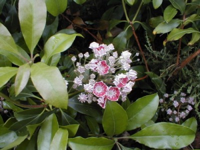 Kalmia latifolia 'Bullseye' — Rhododendron.be — photo 1