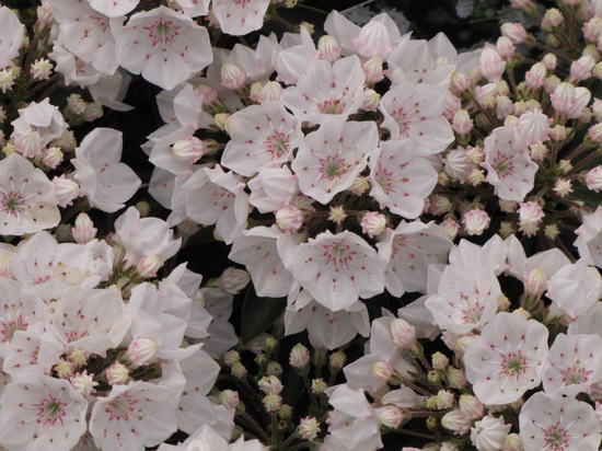 Kalmia latifolia 'Elf' — Rhododendron.be — photo 1