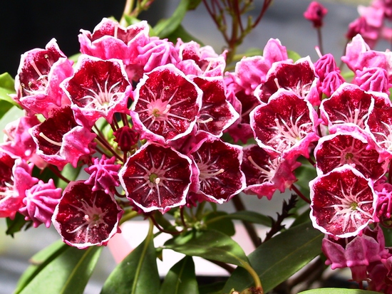 Kalmia latifolia 'Kaleidoscope' — Rhododendron.be — photo 1