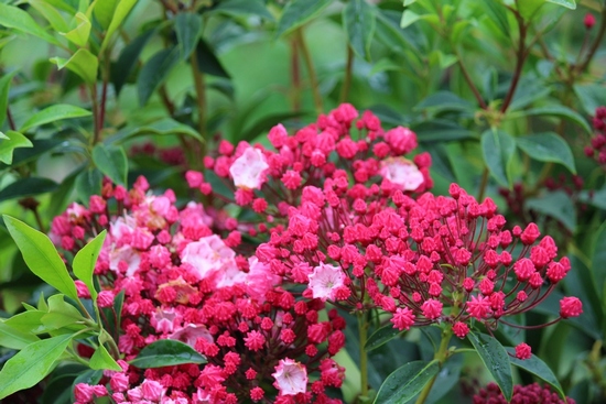 Kalmia latifolia 'Nancy' — Rhododendron.be — photo 1