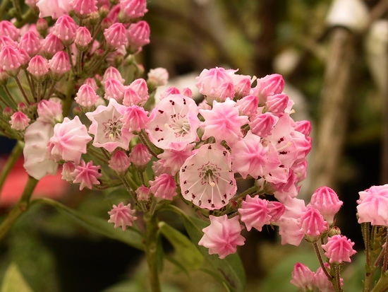 Kalmia latifolia 'Olympic Wedding' — Rhododendron.be — photo 1