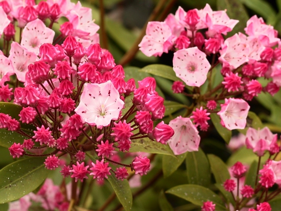 Kalmia latifolia 'Ostbo Red' — photo 1
