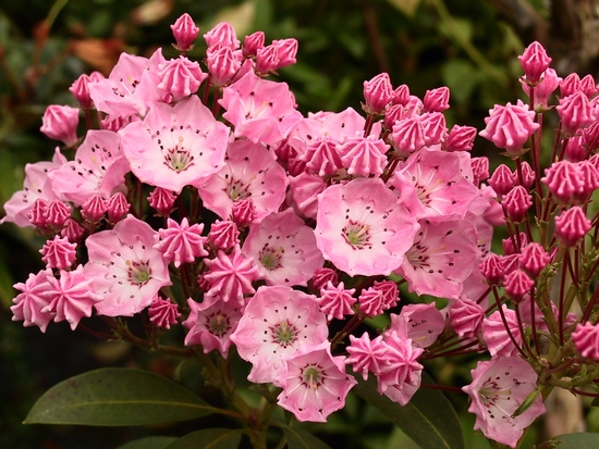 Kalmia latifolia 'Pink Charm' — photo 1
