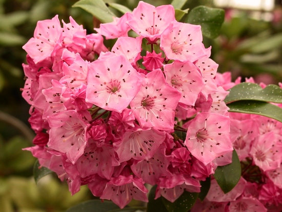 Kalmia latifolia 'Richard Jaynes' — Rhododendron.be — photo 1