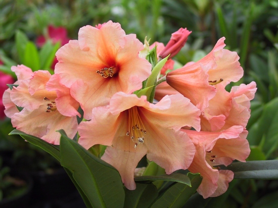 Rhododendron 'Apricot Nectar'