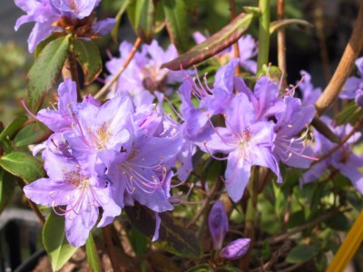 Rhododendron Espece - Makinoi - Bureavii 'Augustinii'