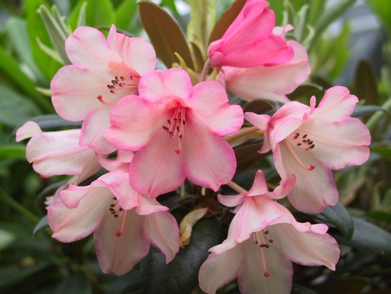 Rhododendron Yakushimanum 'Bambi' — photo 1