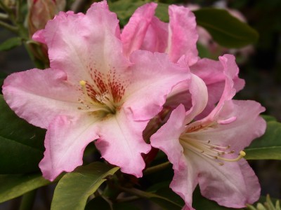 Rhododendron hybride 'Bangkok' — photo 1
