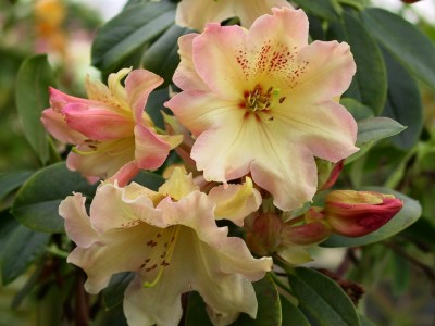 Rhododendron Espece - Makinoi - Bureavii 'Barbatum'