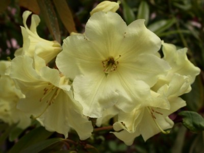 Rhododendron hybride 'Beautiful Day' — photo 1