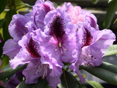 Rhododendron hybride 'Blue Pacific' — photo 1