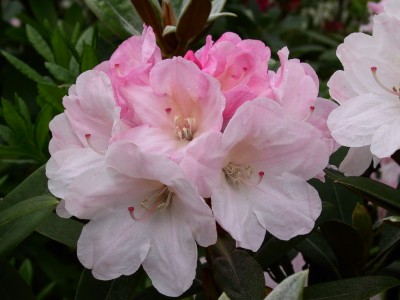 Rhododendron hybride 'Boddaertianum' — photo 1