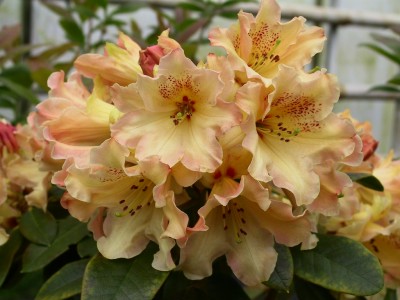 Rhododendron hybride 'Butter Brickle' — photo 1