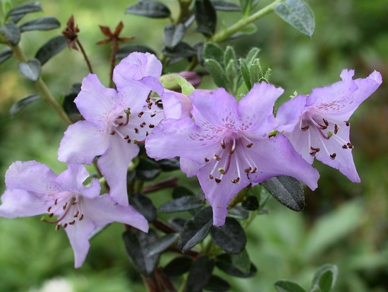 Rhododendron 'Calostrotum'