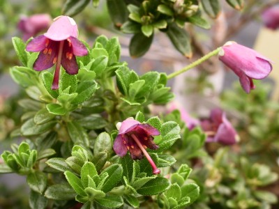 Rhododendron 'campylogynum ssp myrtilloides'