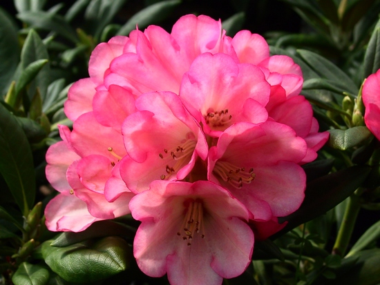 Rhododendron Yakushimanum 'Canadian Sunset'