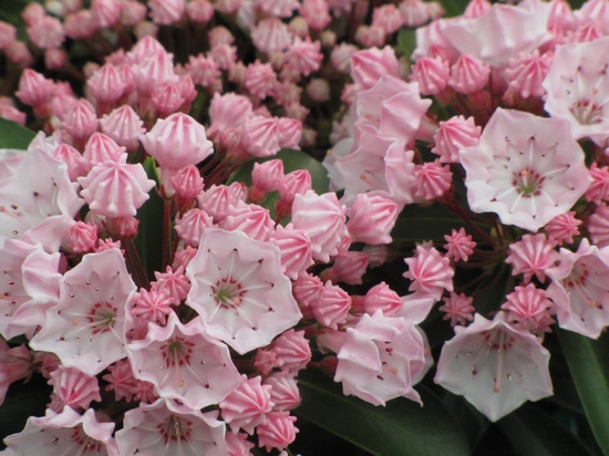 Kalmia latifolia 'Tiddlywinks' — Rhododendron.be — photo 1