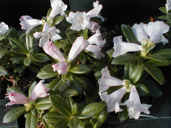 Rhododendron 'Ciliatum'