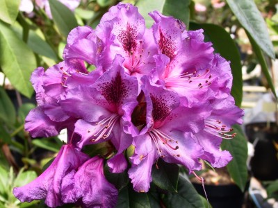 Rhododendron hybride 'Colonel Coen' — Rhododendron.be — photo 1