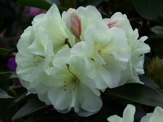 Rhododendron Yakushimanum 'Creamy Chiffon'