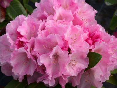 Rhododendron Yakushimanum 'Doc' — photo 1