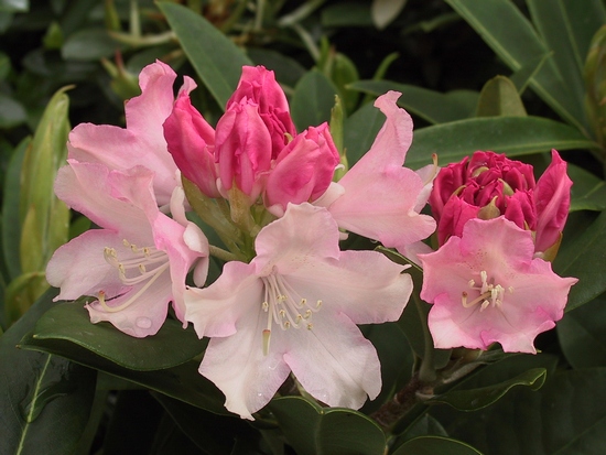 Rhododendron Yakushimanum 'Dreamland' — photo 1