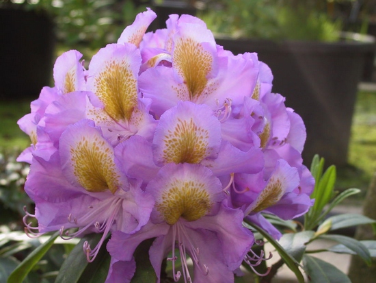Rhododendron 'Edwin O. Webber'
