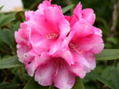 Rhododendron Yakushimanum 'Elmer's Orphan' — photo 1