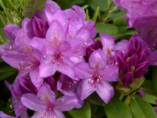 Rhododendron hybride 'English Roseum' — Rhododendron.be — photo 1