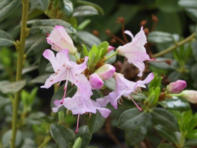 Rhododendron nain 'Ernie Dee' — Rhododendron.be — photo 1