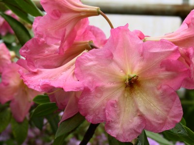 Rhododendron nain 'Exotic' — Rhododendron.be — photo 1