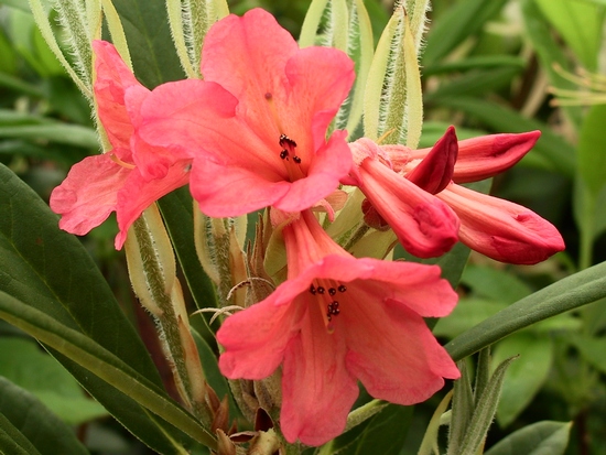 Rhododendron hybride 'Fabia' — photo 1