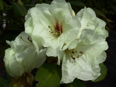 Rhododendron hybride 'Gandy Dancer' — Rhododendron.be — photo 1
