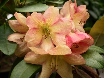 Rhododendron hybride 'Golden Ruby' — Rhododendron.be — photo 1