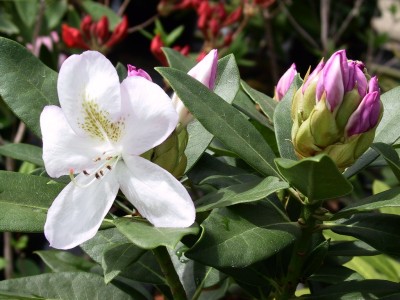 Rhododendron hybride 'Gomer Waterer' — photo 1