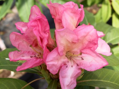 Rhododendron hybride 'Graf Zepplin x King of Shrubs' — photo 1