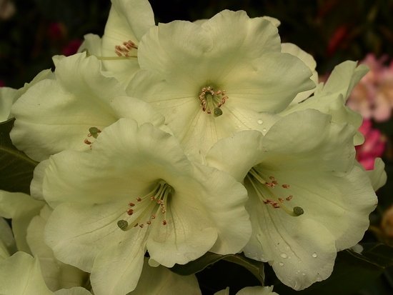 Rhododendron 'Haida Gold'