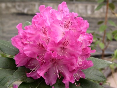 Rhododendron hybride 'Holden' — photo 1