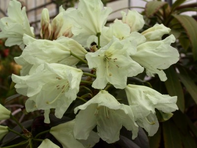 Rhododendron hybride 'Hong Kong' — photo 1