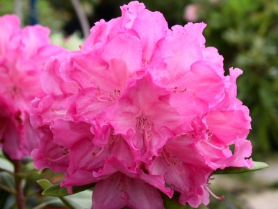 Rhododendron hybride 'Hydon Harrier' — Rhododendron.be — photo 1