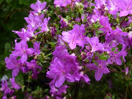 Rhododendron 'Kiusianum'