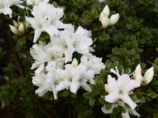 Rhododendron 'Kiusianum cv. Album'