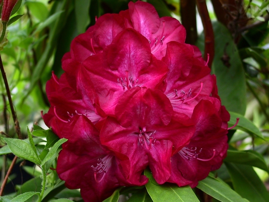 Rhododendron 'Lem's Stormcloud'