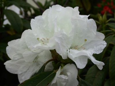 Rhododendron hybride 'Loderi Molly Cocker' — Rhododendron.be — photo 1