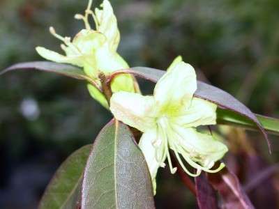 Rhododendron Espece - Makinoi - Bureavii 'Lutescens'