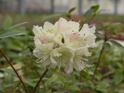 Rhododendron nain 'Mary Fleming' — photo 1
